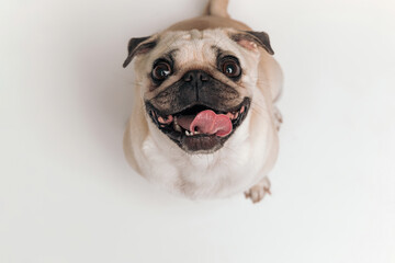 beautiful pug dog with tongue outside looking up and being happy