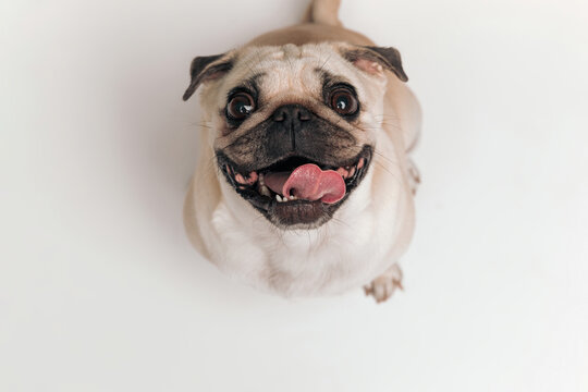 Beautiful Pug Dog With Tongue Outside Looking Up And Being Happy