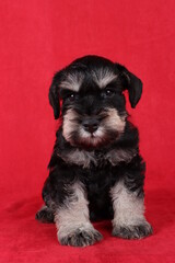 puppy isolated on red background 