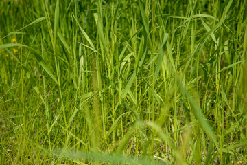 Juicy green sedge for the background