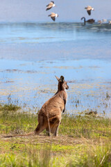 Kangaroo stands on the shore of the lake, birds on the background on the water. Australian natural wildlife. Vertical picture