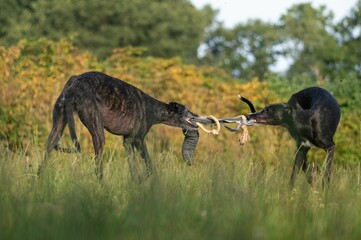 Spanish galgo dogs fighting each other