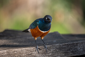 Superb Starling near Lake Naivasha, Kenya