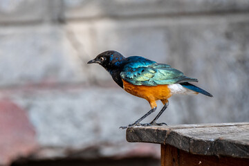 Superb Starling near Lake Naivasha, Kenya