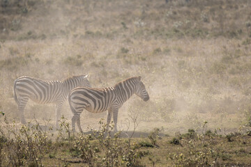 Zebras in the dust in Hell's Gate National Park, Kenya