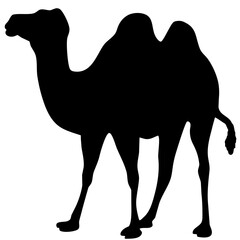 camel silhouette isolated