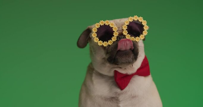 small mops dog licking his mouth, wearing sunflower glasses, a red bowtie then looking straight at the camera
