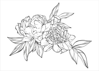 Black and white composition with peonies and leaves in realistic graphics. Vintage floral illustration for any design. Wedding card in boho style.