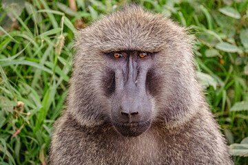 Baboon in Lake Nakuru National Park, Kenya