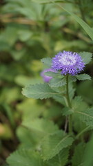 Closeup of beautiful flowers of Centratherum punctatum also known as lark daisy and Brazilian Button Flower.