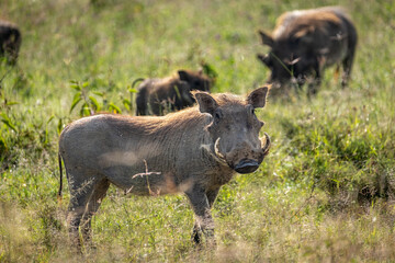 Warthog in Lake Nakuru National Park, Kenya