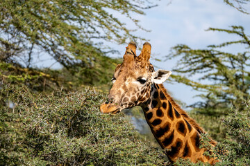 Giraffe eating acacia branches in Lake Nakuru National Park, Kenya
