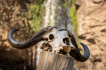 Buffalo skull in Lake Nakuru National Park, Kenya - obrazy, fototapety, plakaty