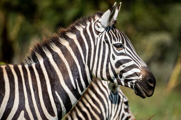 Fototapeta na wymiar Zebra in Lake Nakuru National Park, Kenya