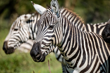 Fototapeta na wymiar Zebras in Lake Nakuru National Park, Kenya