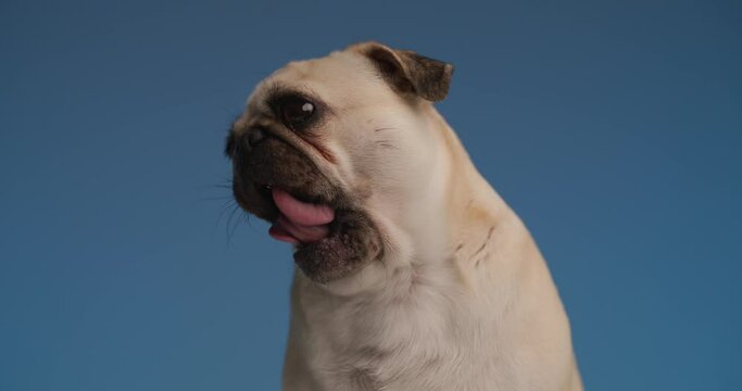small pug dog looking from side to side for a ounce of food and licking his mouth on blue background