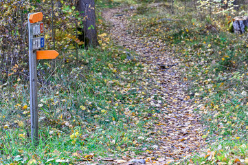 trail through autumn forest with yellow leaves