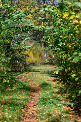 trail through autumn forest with yellow leaves