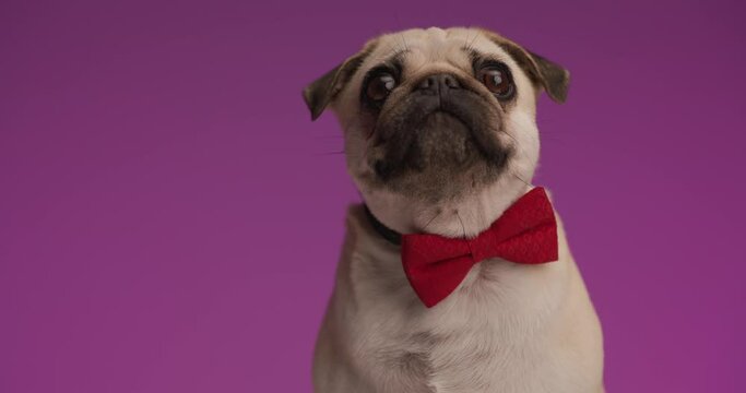 sweet pug dog eager for some food, wearing a red bowtie and sitting against purple background