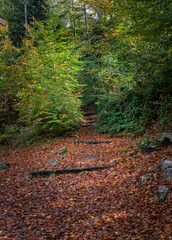 path in the forest in autumn