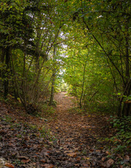 path in the forest in autumn