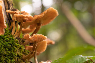 mushrooms growing on a tree