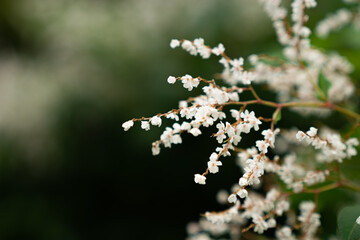 white blossoming tree