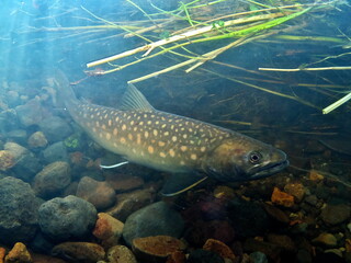 Fototapeta premium Underwater photography of the spawning of Amemasu, a native species of Hokkaido wetland rivers
