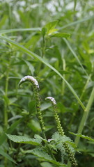 Closeup of flowers of Heliotropium indicum also known as Turnsole, Indian heliotrope, India...