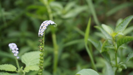 Closeup of flowers of Heliotropium indicum also known as Turnsole, Indian heliotrope, India heliotrope, eye bright, indian turnsole, white cleary, wild clary, Alacrancillo