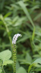 Closeup of flowers of Heliotropium indicum also known as Turnsole, Indian heliotrope, India...