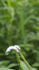 Closeup of flowers of Heliotropium indicum also known as Turnsole, Indian heliotrope, India...