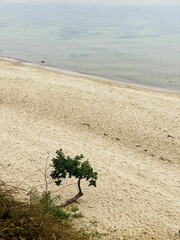 Lonely tree on a sandy beach in Gdynia, Poland