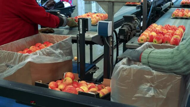 Packing House Workers Packing Fresh, Sorted, Graded And Waxed Apples. Fresh Apples In Environmentally Friendly Packaging Moving On Conveyor Belt. Apples In Consumer Units.