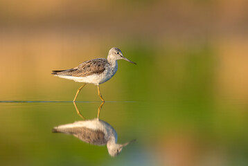 Looking for food in the water, Common Greenshank