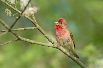 A small songbird in the bush in spring time, Common Rosefinch