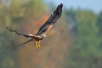 Bird patrolling the meadow on a sunny day, Red Kite