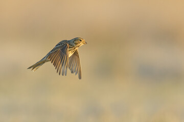 On the fly spring, Corn Bunting