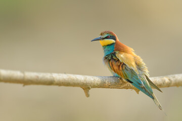 Spring season with a bee in its beak, European Bee-eater
