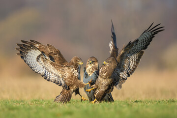 Predators fighting in the meadow, Common Buzzard