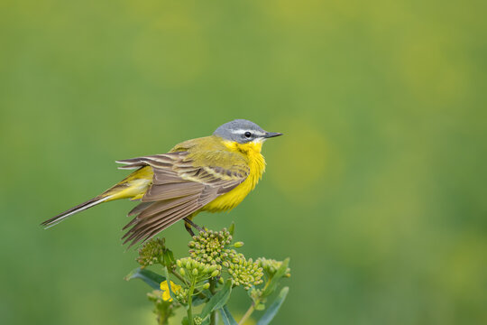 Singing on a spring meadow, Yellow Wagtail