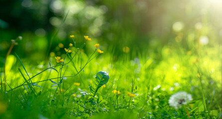 Green field grass in the morning sun. Good morning with wildflowers in the meadow. Green summer background for text.