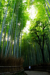 京都　竹林の小径