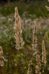 Calamagrostis epigejos is a perennial herbaceous plant of the slender leg family with a long creeping rhizome. Autumn plants with seeds. Medicinal plants