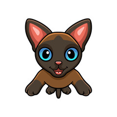 Cute tonkinese cat cartoon posing