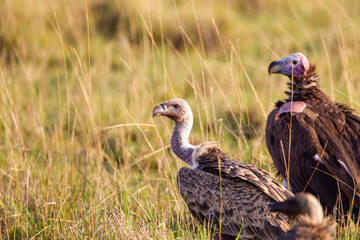 White-backed Vulture waiting its turn over a carcass in the Masai Mara, Kenya