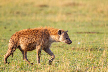 Spotted hyena crossing the grass savannah of the Masai Mara, Kenya