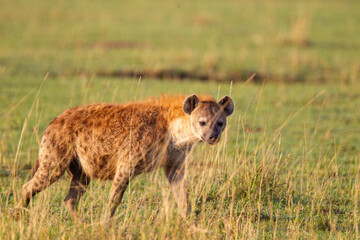 Spotted hyena crossing the grass savannah of the Masai Mara, Kenya