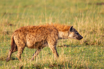 Naklejka na ściany i meble Spotted hyena crossing the grass savannah of the Masai Mara, Kenya