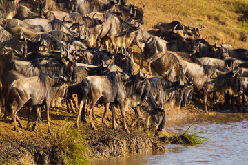 Blue Wildebeest crossing the Mara River during the annual migration in Kenya	